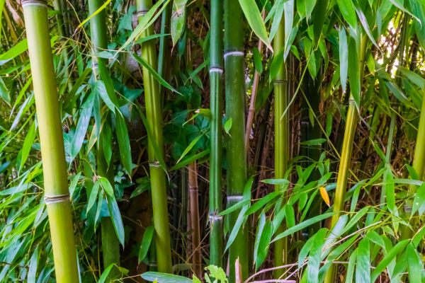 Cost of Bamboo Trimming in Walnut Creek