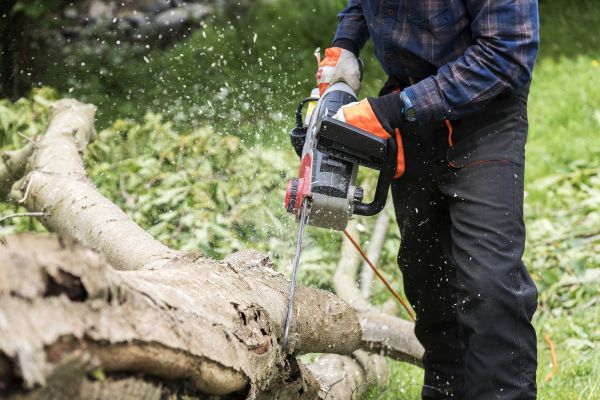 Cost of Branch Removal Service in Walnut Creek