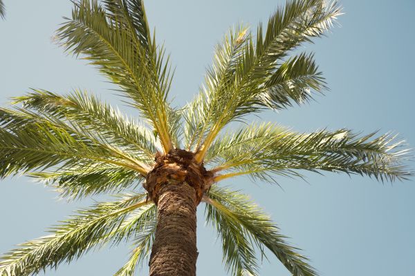 Palm Tree Pruning in Walnut Creek