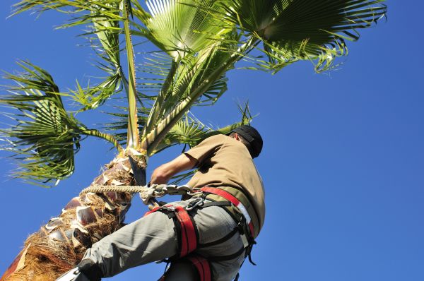 Palm Tree Trimming in Walnut Creek