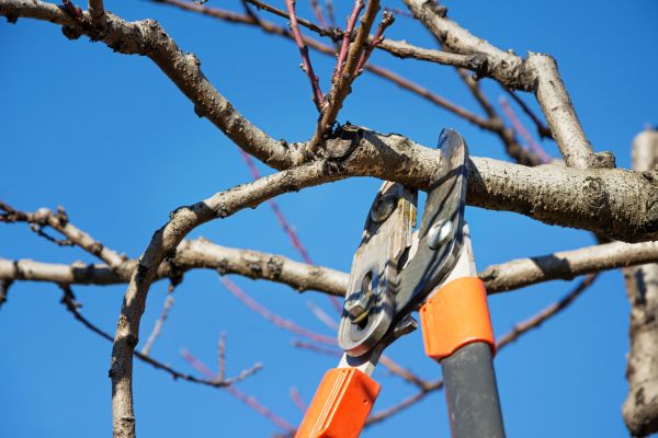 Residential Tree Service in Walnut Creek