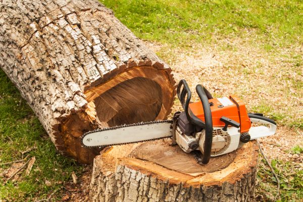 Tree Cutting Service in Walnut Creek