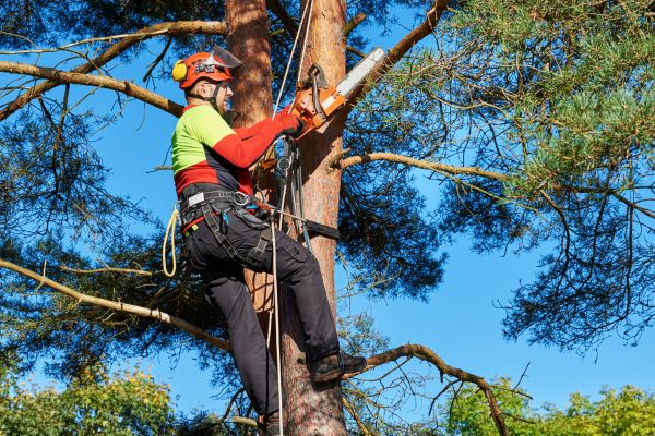 Tree Service in Walnut Creek