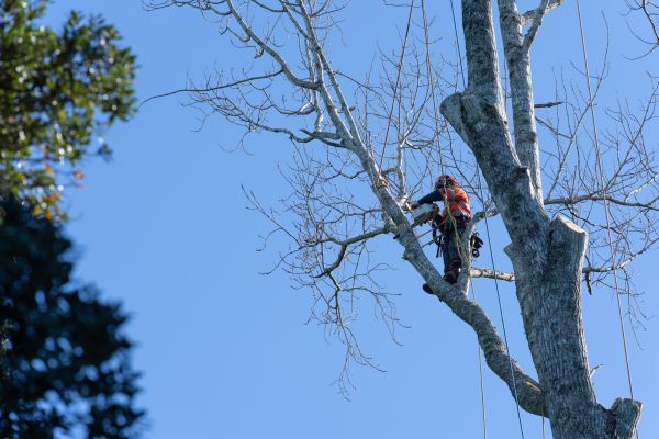 Cost of Tree Topping Service in Walnut Creek