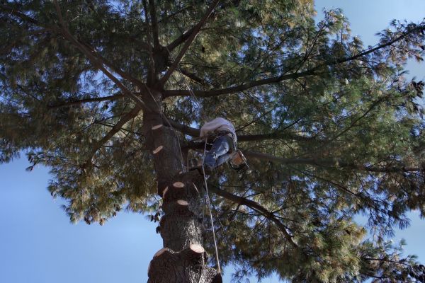 Cost of Trimming Service in Walnut Creek