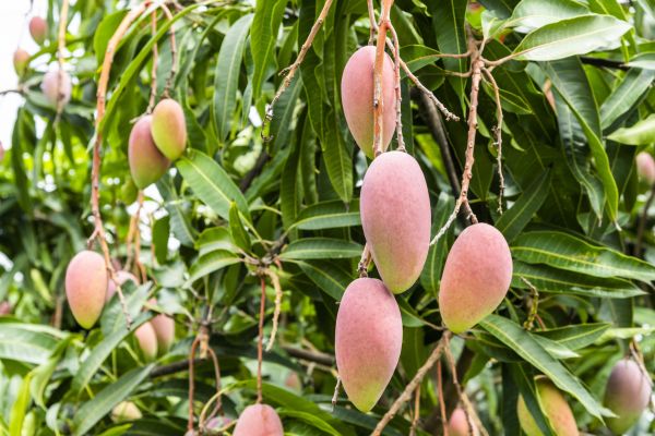 Cost of Mango Tree Trimming in Walnut Creek