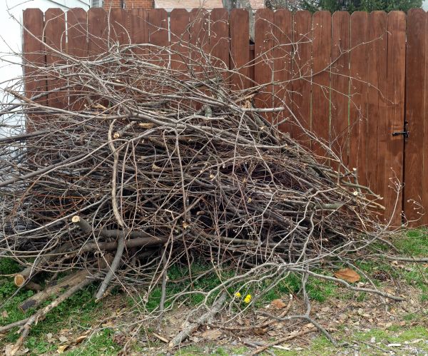Cost of Dead Branch Removal in Walnut Creek