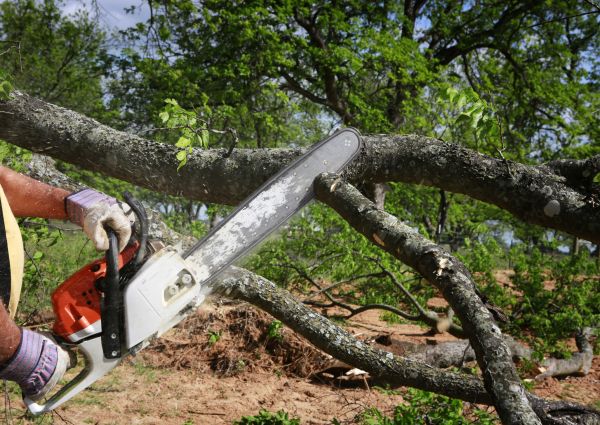 Cost of Tree Branch Cutting in Walnut Creek
