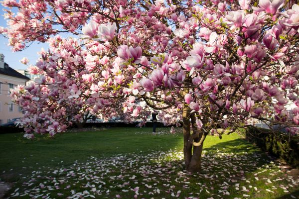 Cost of Ornamental Tree Pruning in Walnut Creek