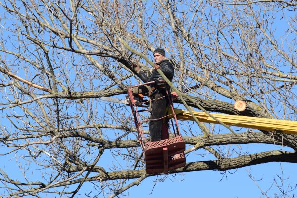 Cost of Emergency Tree Trimming in Walnut Creek