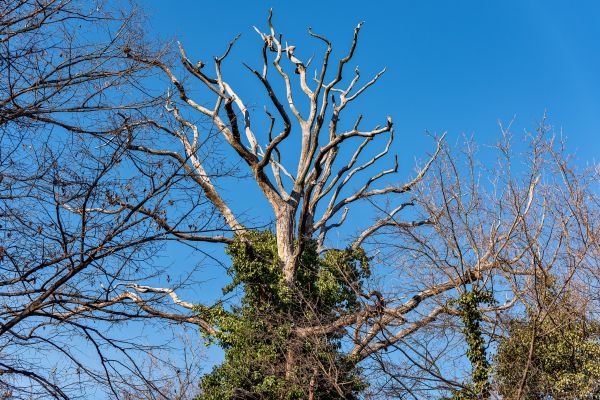 Cost of Deadwood Removal in Walnut Creek