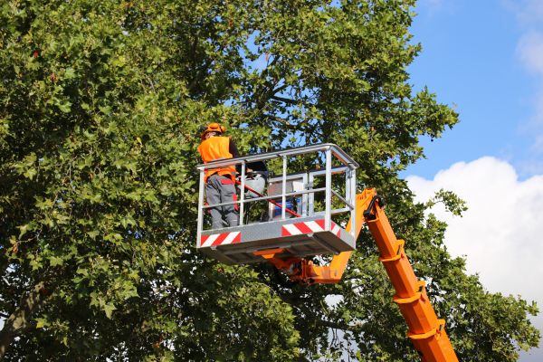 Commercial Tree Service in Walnut Creek