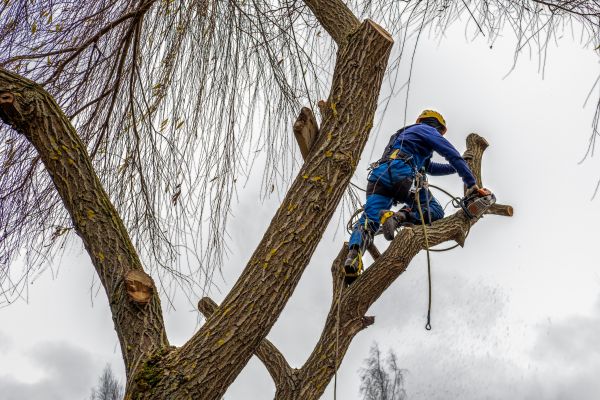 Cost of Tree Maintenance Service in Walnut Creek