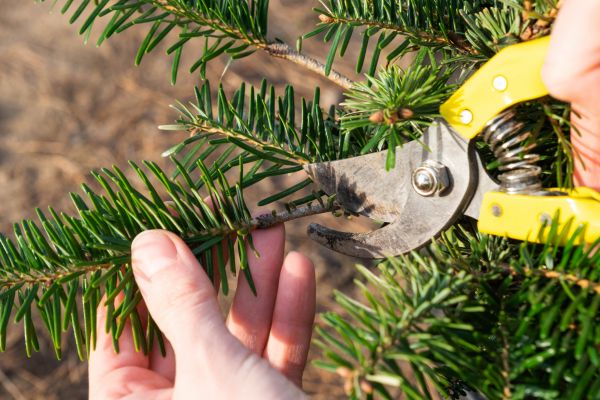 Cost of Pine Tree Pruning in Walnut Creek