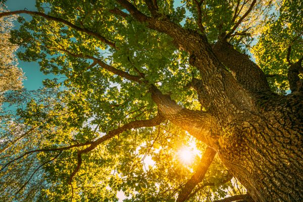 Cost of Oak Tree Pruning in Walnut Creek
