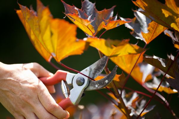 Cost of Maple Tree Pruning in Walnut Creek