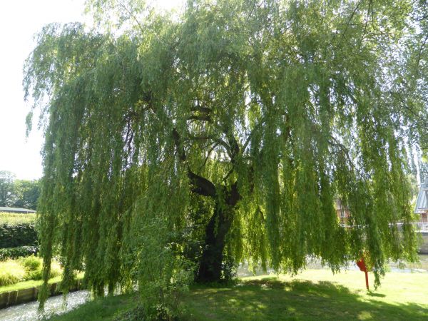 Cost of Willow Tree Trimming in Walnut Creek