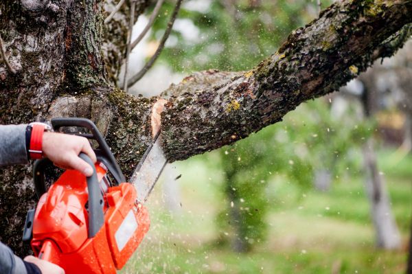 Cost of Tree Limbs Removal in Walnut Creek