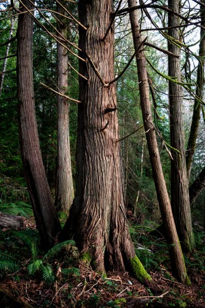 Cost of Cedar Tree Trimming in Walnut Creek
