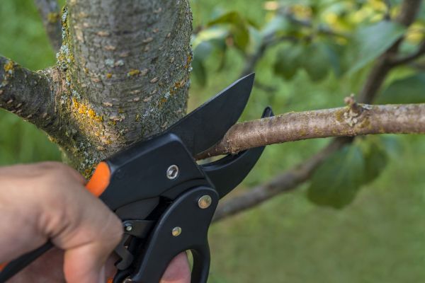 Cost of Tree Limb Cutting in Walnut Creek