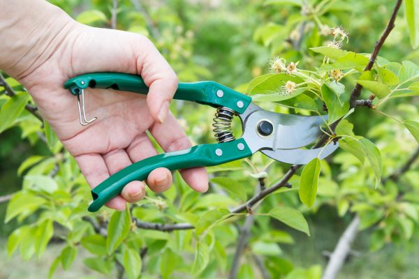 Cost of Pear Tree Pruning in Walnut Creek