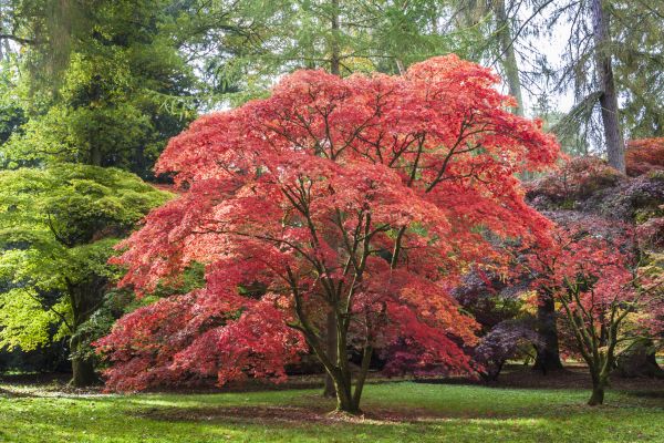 Japanese Maple Pruning in Walnut Creek