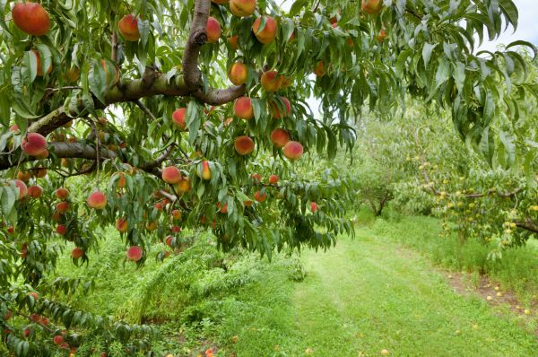 Cost of Peach Tree Pruning in Walnut Creek