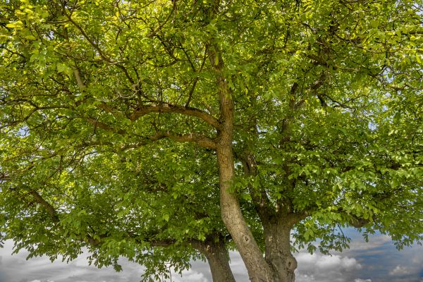 Cost of Walnut Tree Trimming in Walnut Creek