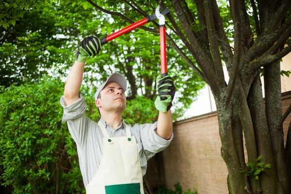 Cost of Tree Limb Pruning in Walnut Creek