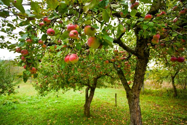 Cost of Apple Tree Pruning in Walnut Creek