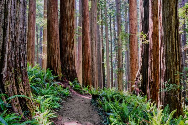 Cost of Redwood Tree Trimming in Walnut Creek
