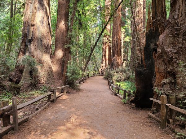 Cost of Redwood Tree Pruning in Walnut Creek