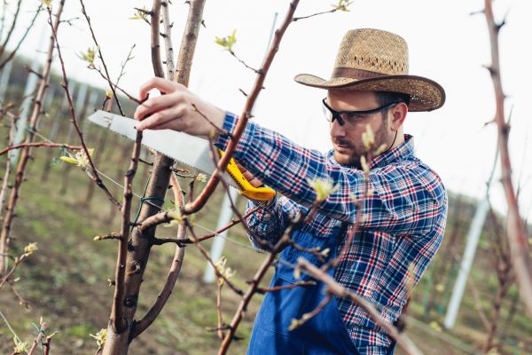 Cost of Orchard Tree Pruning in Walnut Creek