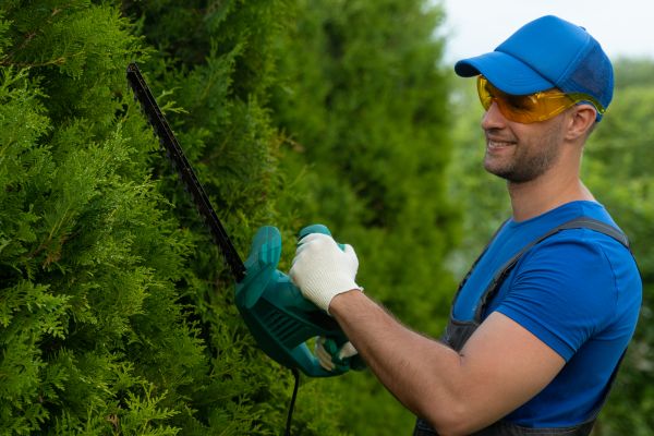 Cost of Tree Shaping Service in Walnut Creek