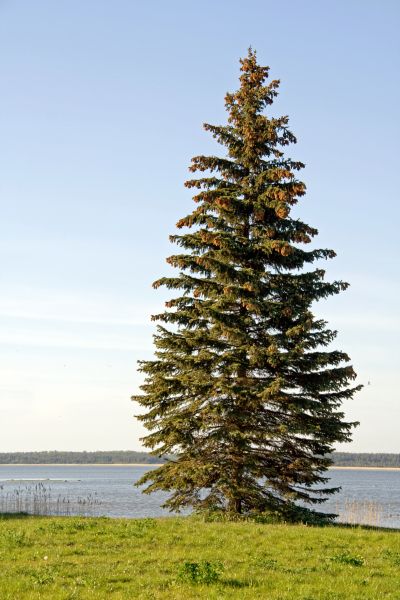 Cost of Spruce Tree Pruning in Walnut Creek