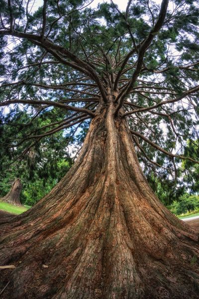 Cost of Cedar Tree Pruning in Walnut Creek