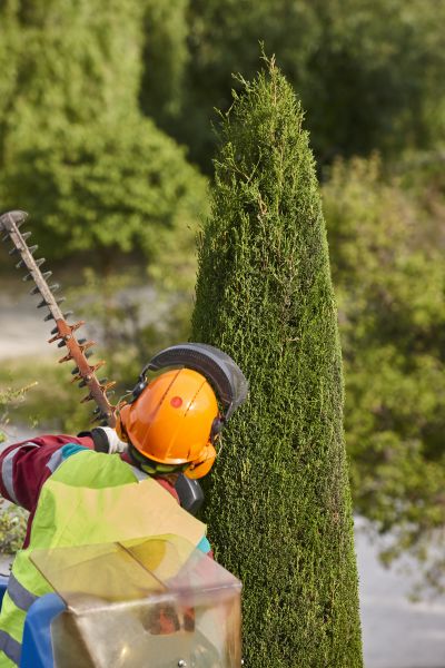 Cost of Cypress Tree Trimming in Walnut Creek