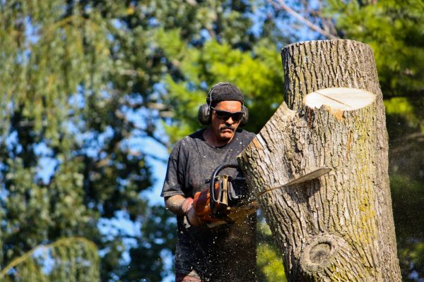 Cost of Ash Tree Pruning in Walnut Creek