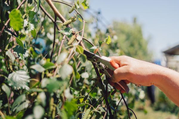 Cost of Birch Tree Pruning in Walnut Creek
