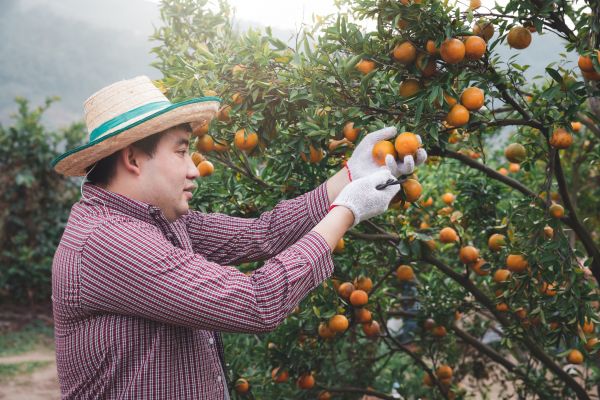 Cost of Orange Tree Pruning in Walnut Creek