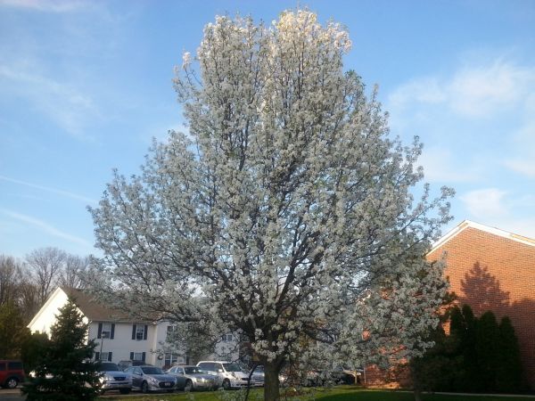 Cost of Bradford Pear Tree Pruning in Walnut Creek