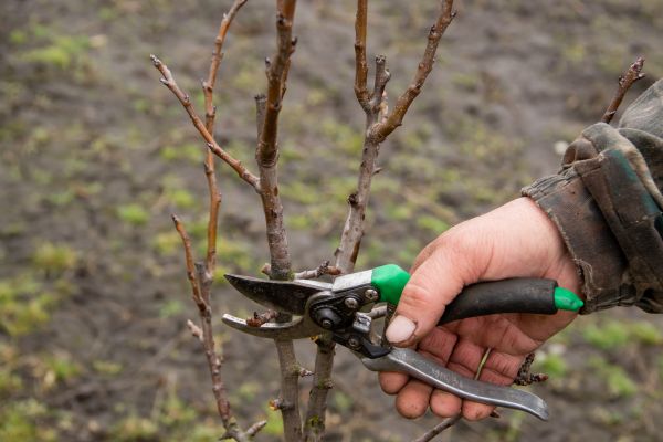 Cost of Pear Trees Pruning in Walnut Creek