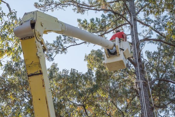 Cost of Limbs Trimming in Walnut Creek