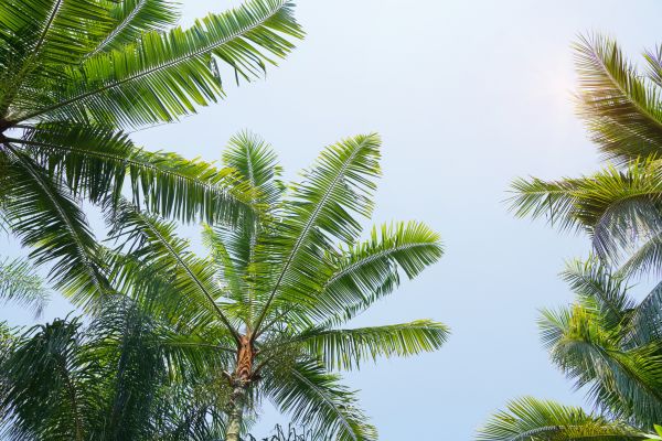 Cost of Queen Palm Tree Trimming in Walnut Creek