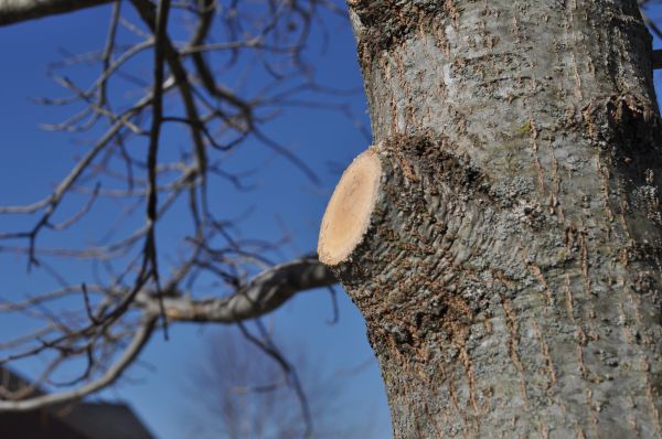 Cost of Limb Pruning in Walnut Creek