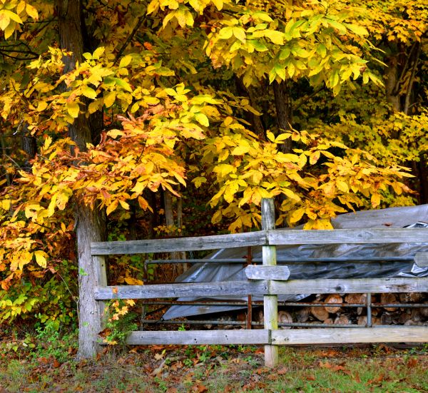 Cost of Hickory Tree Pruning in Walnut Creek