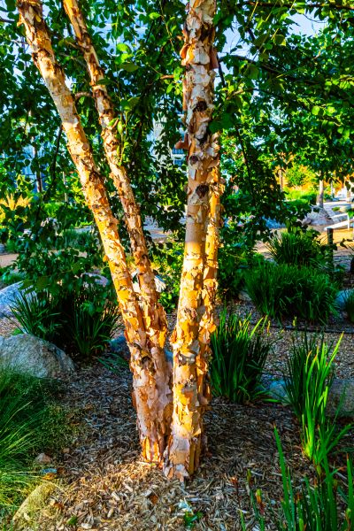 Cost of River Birch Trimming in Walnut Creek