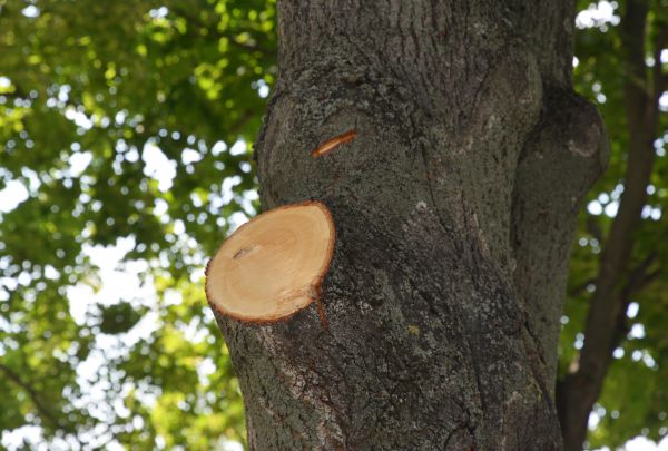 Cost of Limb Cutting in Walnut Creek