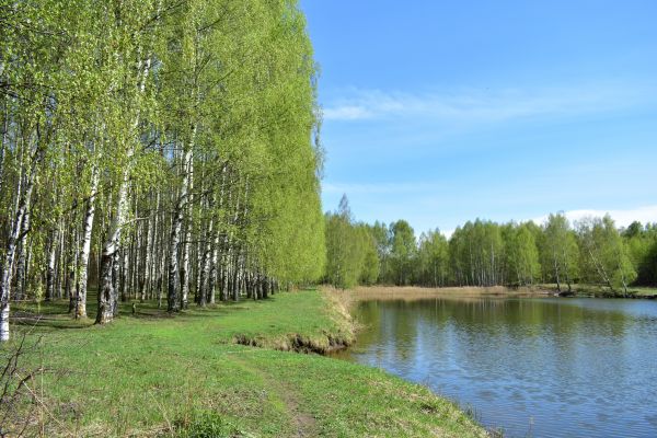 Cost of River Birch Pruning in Walnut Creek