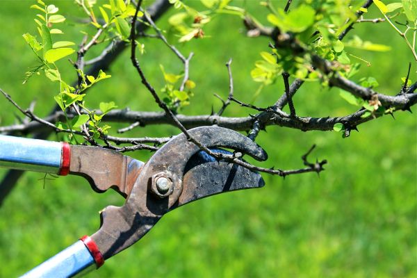 Cost of Branches Pruning in Walnut Creek